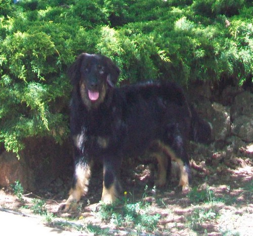 Isula Des Divines Mambo
