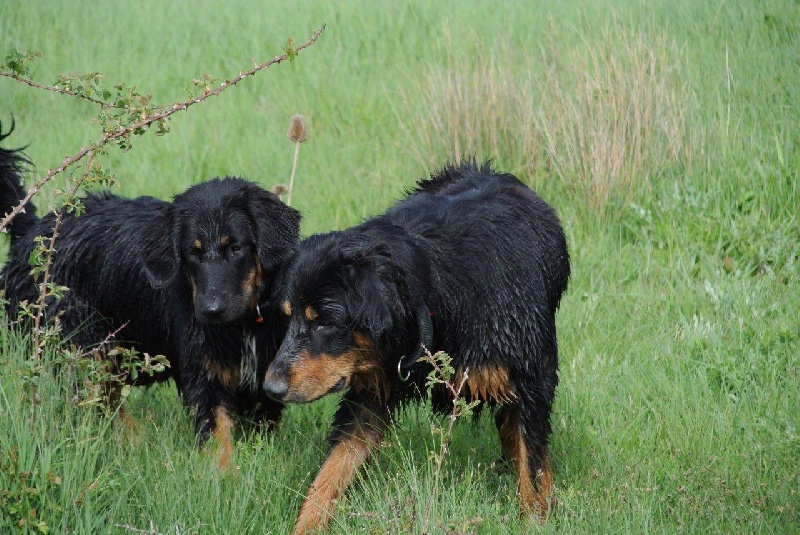 Gessy et Goss, au bonheur des chiens